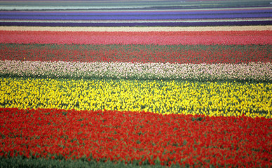 Fototapeta na wymiar Tulipan pole tęcza