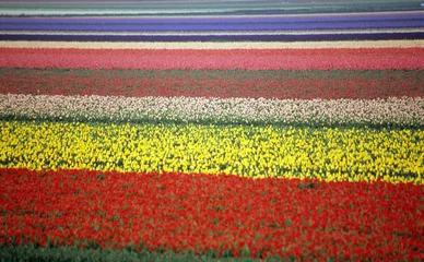 Foto op Plexiglas regenboog tulpenveld © Alison Cornford