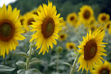 tournesol