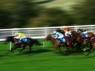 horse race - 813976