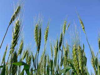 wheat over a blue sky