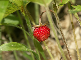 une fraise des bois