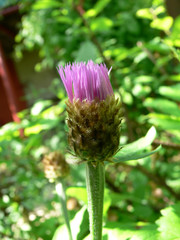 purple thistle bud