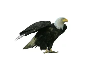 Crédence en verre imprimé Aigle aigle à tête blanche américain isolé