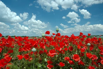 Zelfklevend Fotobehang poppy field © KNSTUDIOS
