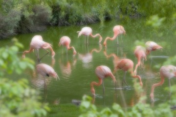 flamingos feeding