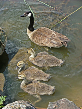 oie et ses petits