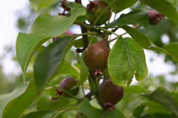 unripe pears