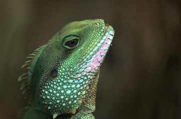 thai water dragon