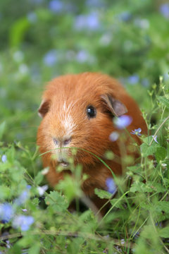 ginger guinea pig