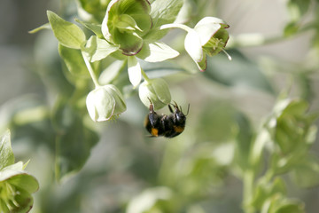 foraging bee