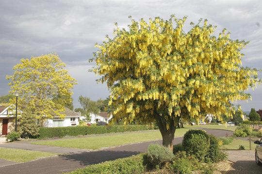laburnum tree in full bloom