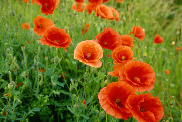 wild poppy © Ludovic LAN