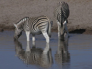 Fototapeta na wymiar Para zebry