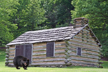 bear cabin