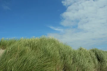 Fototapete Dünengras dune grass and sky  © Carbonbrain