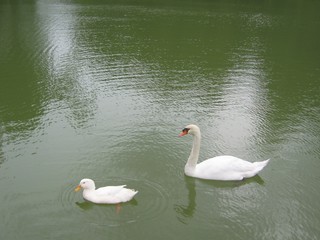 Obraz premium white swan