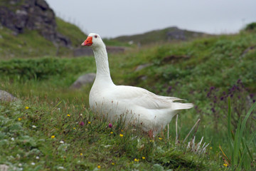 hebridean snow goose