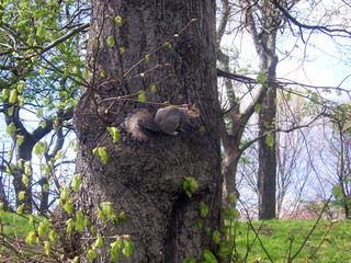 squirrel on tree