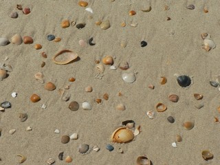 Fototapeta na wymiar plaża i muszle