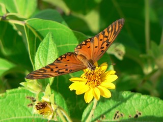 papillon sur fleur jaune