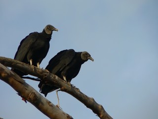 rapaces