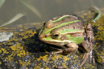 frog