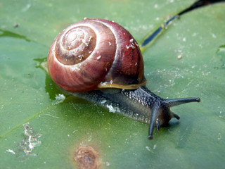 snail © Henryk Olszewski