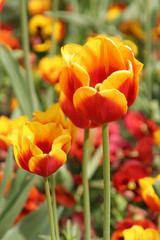 Fototapeta premium tulip