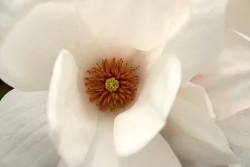 Zelfklevend Fotobehang magnolia © Vladimir Mucibabic