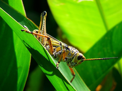 Southern Lubber Grasshopper