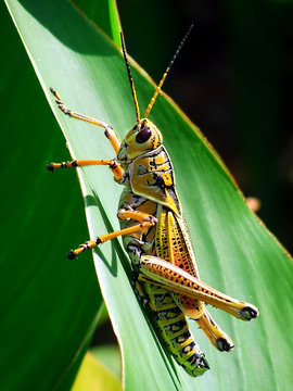 Southern Lubber Grasshopper