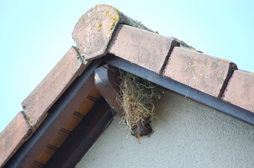 nid sous le toit