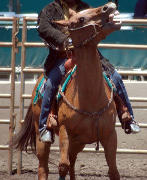 cowboy & horse