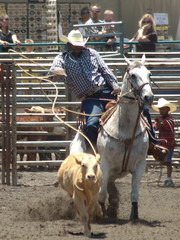 cowboy roping a calf