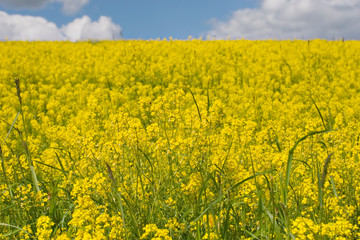 Obraz premium yellow meadow