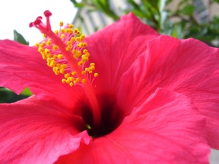 blume / blüte