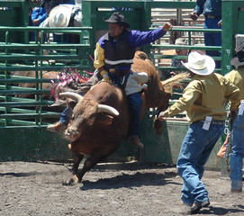 bull & rider