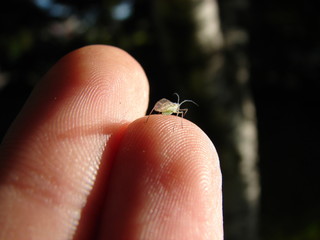 tiny bug