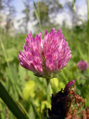 pinc field flower