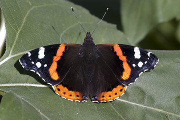 kleiner fuchs (schmetterling)