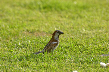 sparrow
