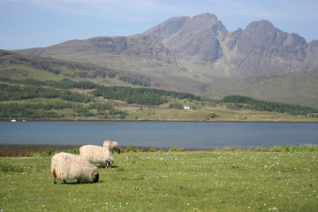 Fototapeta premium sheep isle of skye, scotland