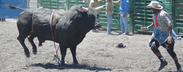 bull chasing cowboy
