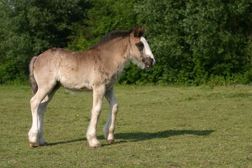 little foal