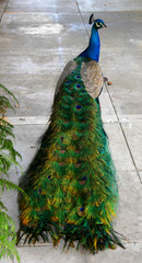 Obraz premium peacock walking