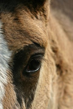 horse foal eye