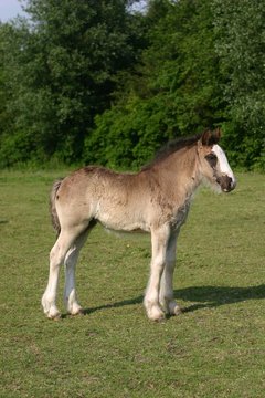 young horse standing