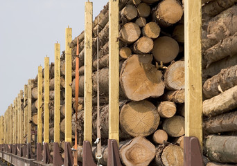 holz 1
