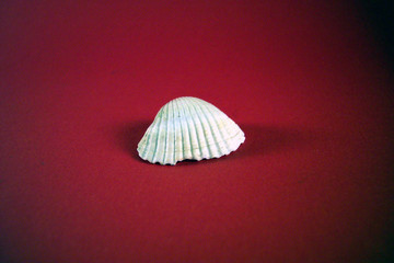 a seashell on red